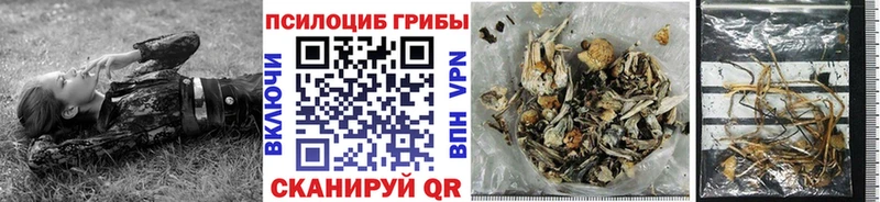 Купить закладки  Таштагол  Псилоцибиновые грибы Psilocybine cubensis 